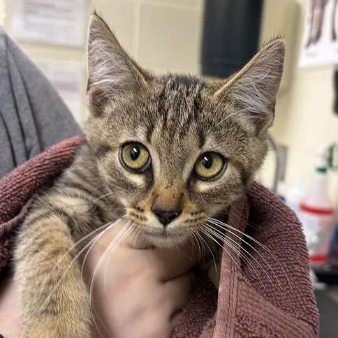 A baby small-sized male Gray / Blue / Silver Domestic Short Hair cat named Monroe for adoption in Asheville, NC