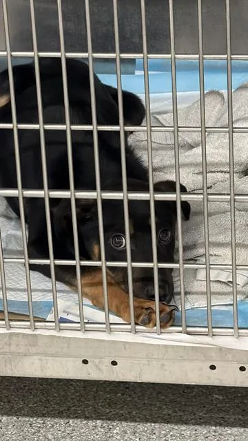 A baby small-sized male German Shepherd Dog dog named Bear for adoption in Pasadena, TX