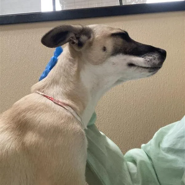 A baby small-sized female Yellow / Tan / Blond / Fawn Husky dog named Bleu Cheese for adoption in Tempe, AZ