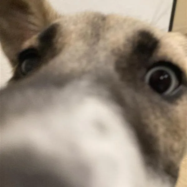 Bleu Cheese thumbnail 3
