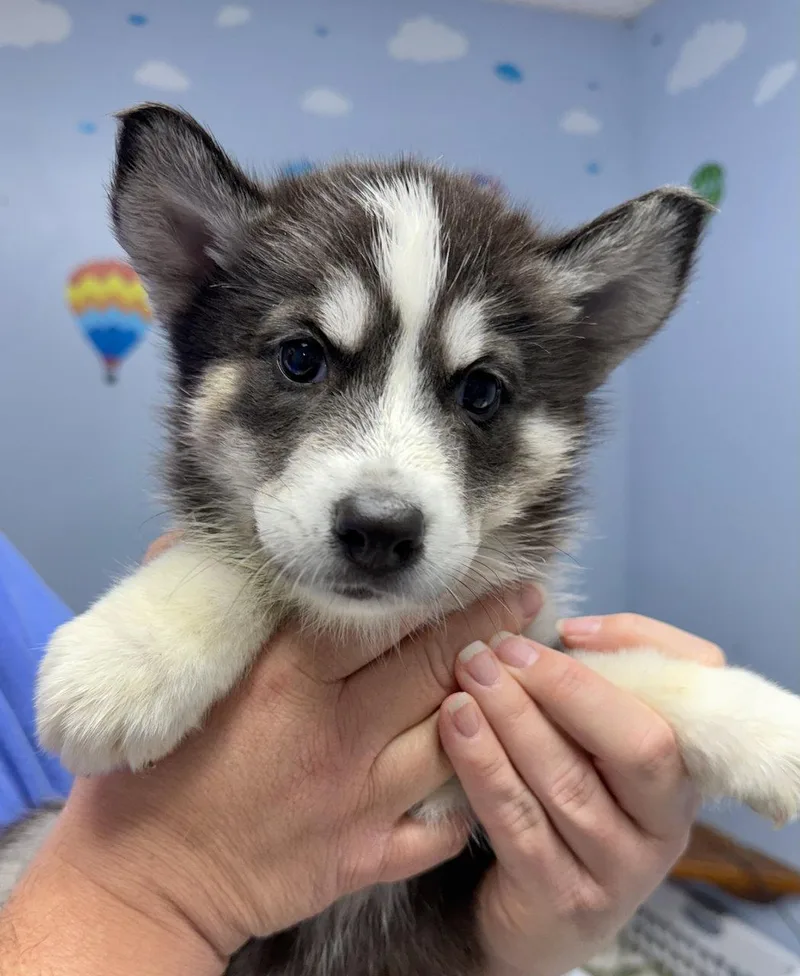 A baby medium-sized female Husky dog named Pixie for adoption in GILBERTS, IL