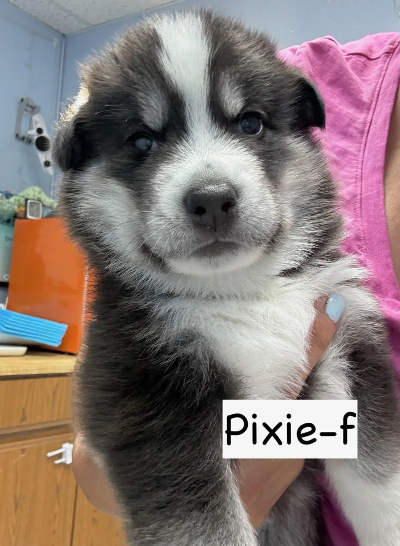 Pixie thumbnail 3