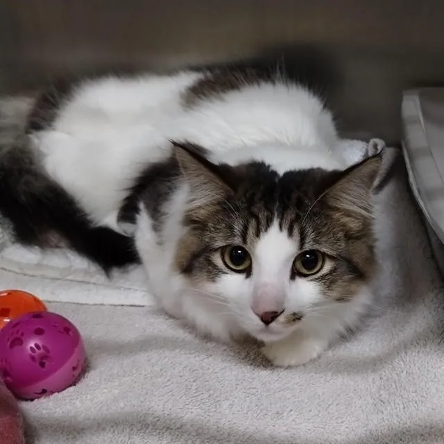 A young small-sized male Domestic Medium Hair cat named Jayjay for adoption in Alameda, CA