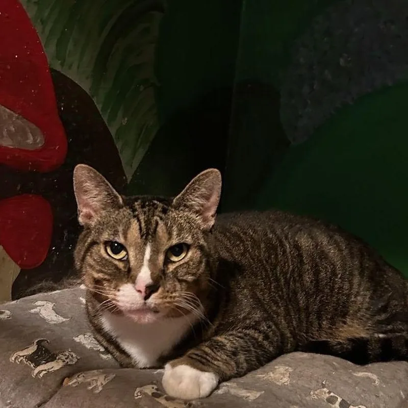 A senior medium-sized female Domestic Short Hair cat named Smokey for adoption in East Hartford , CT