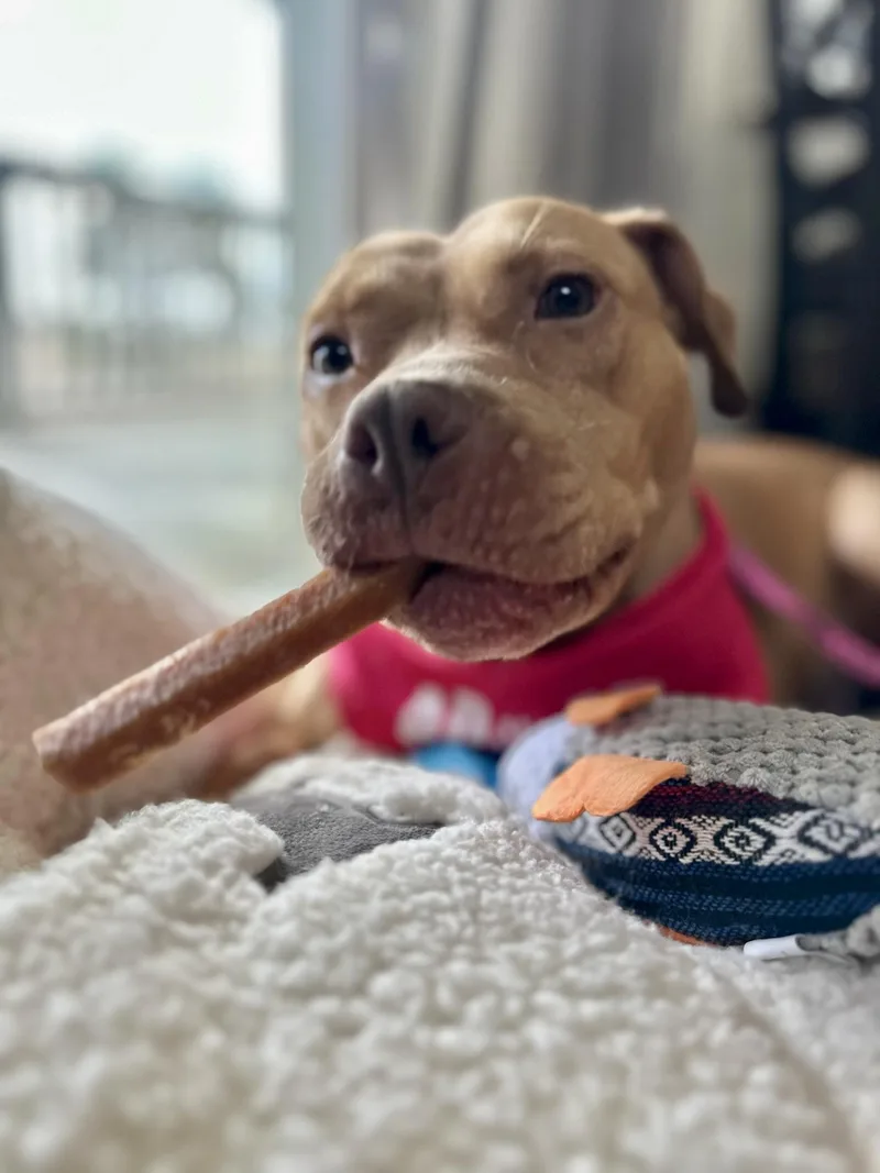 A young medium-sized female Pit Bull Terrier dog named Honey for adoption in santa monica, CA