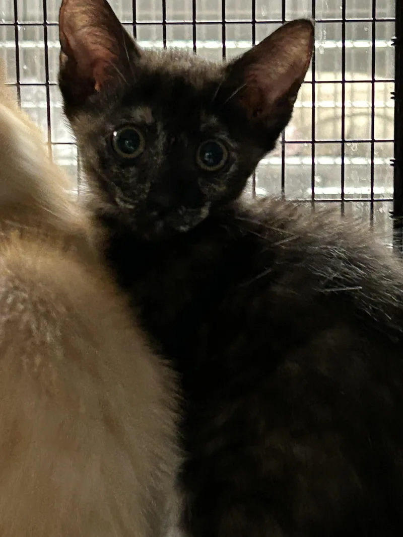Penny