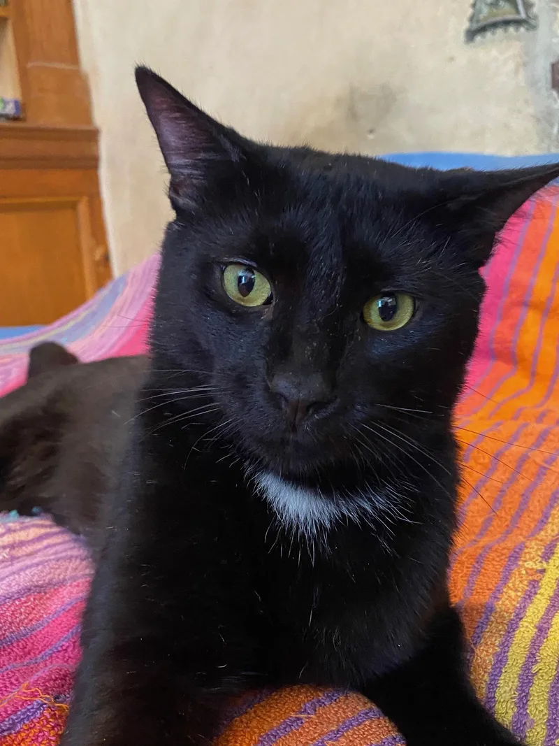 A young medium-sized male Black Domestic Short Hair cat named Tippy for adoption in New York, NY