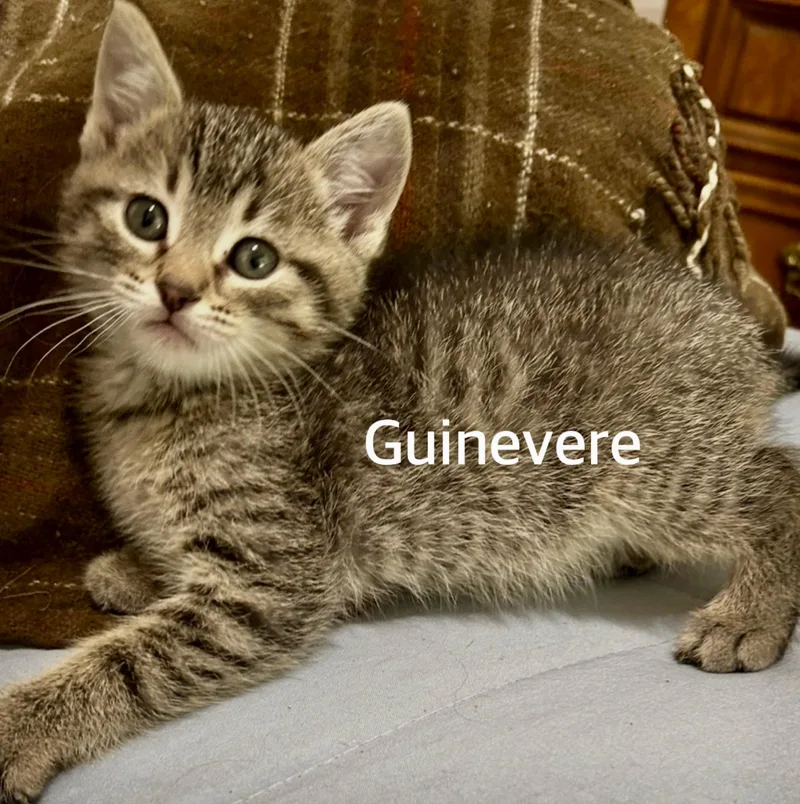 A baby medium-sized female Tabby (Brown / Chocolate) Domestic Short Hair cat named Guinevere for adoption in Owasso, OK