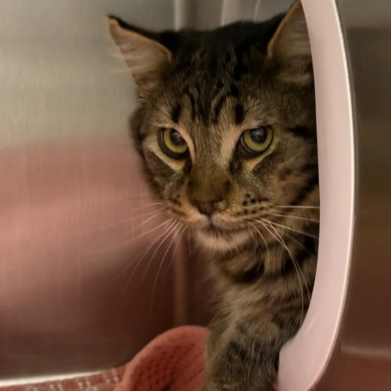 An adult small-sized male Brown / Chocolate Domestic Short Hair cat named Iepastray for adoption in Upland, CA