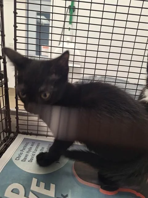A baby small-sized male Domestic Short Hair cat named Huey for adoption in Fort Lauderdale, FL