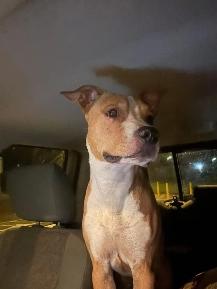 A baby medium-sized male American Bulldog dog named Red for adoption in Milton, FL