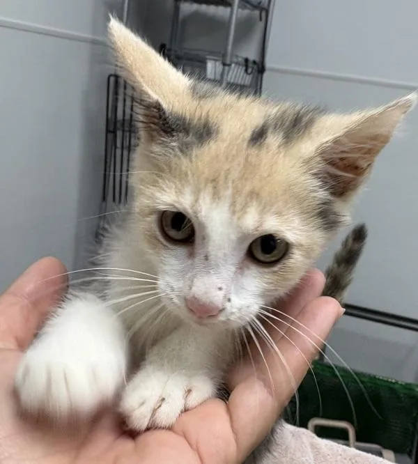 A baby small-sized female Domestic Short Hair cat named If Zelda for adoption in Lawrenceville, GA