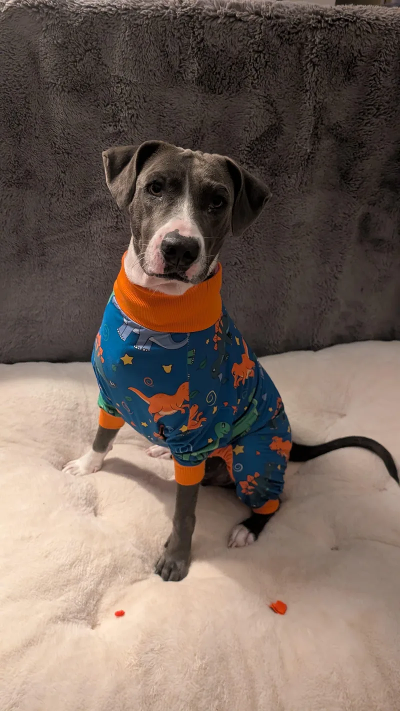 An adult medium-sized female Gray / Blue / Silver Labrador Retriever dog named MOONPIE literally the for adoption in New York, NY