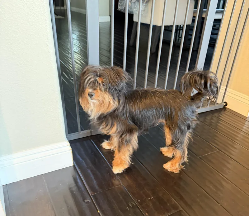 An adult small-sized female Bicolor Silky Terrier dog named Mimi for adoption in Studio City, CA