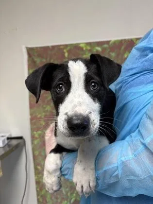 A young small-sized male Labrador Retriever dog named Almond for adoption in San Antonio, TX