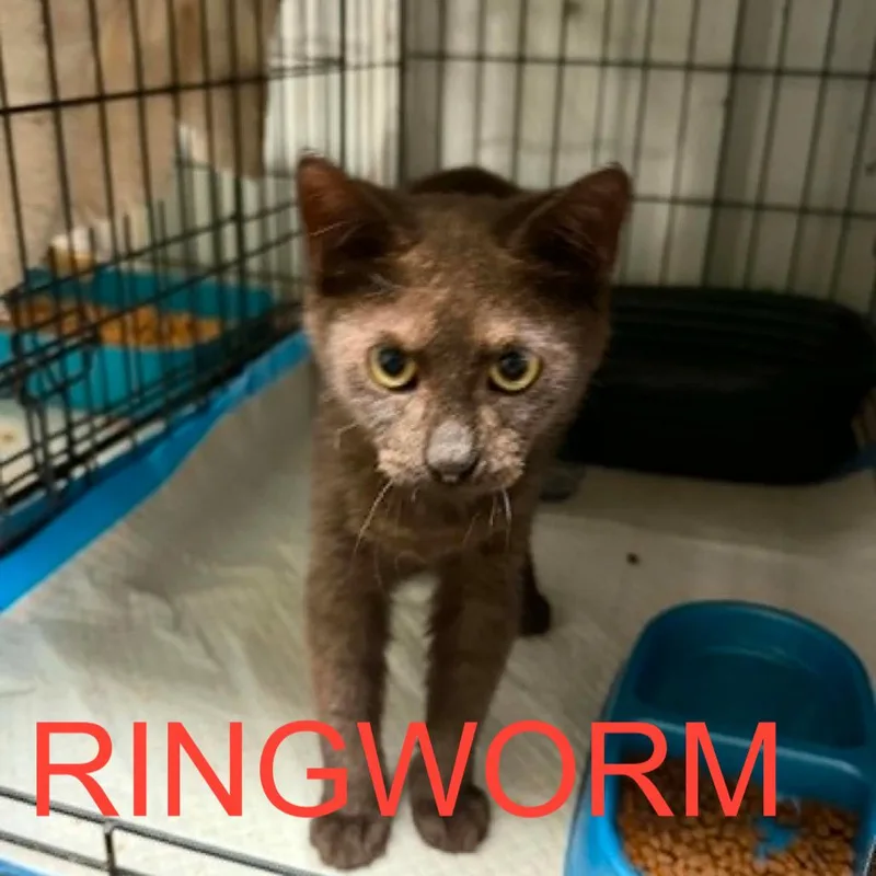 Ft. Worth thumbnail 3