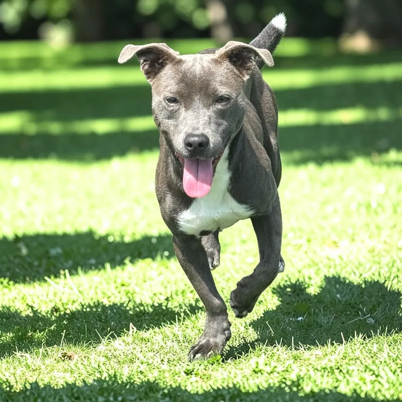 An adult small-sized female Gray / Blue / Silver Terrier dog named Lulu for adoption in Kenedy, TX