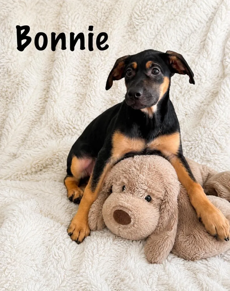 Bonnie thumbnail 2