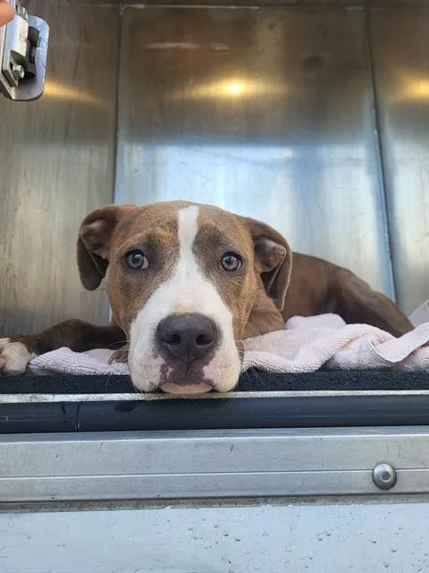 A baby small-sized female American Staffordshire Terrier dog named Maria for adoption in San Antonio, TX