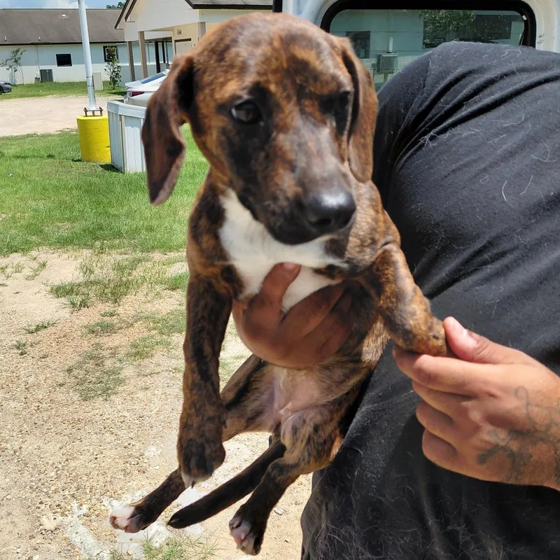 A young small-sized female Brindle Basset Hound dog named Chick for adoption in LOXAHATCHEE, FL