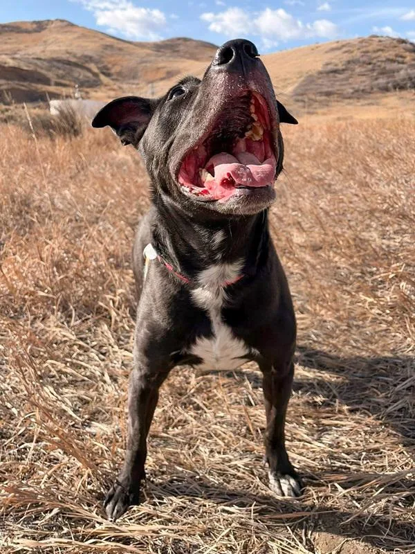 Nova