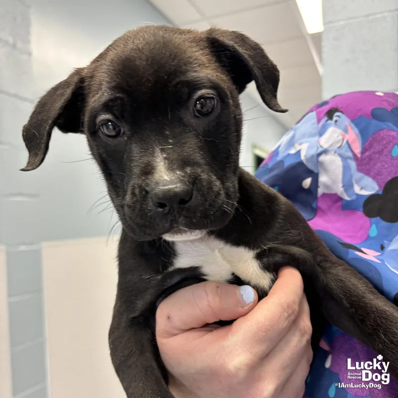 A baby large-sized female Labrador Retriever dog named Baguette for adoption in Washington, DC