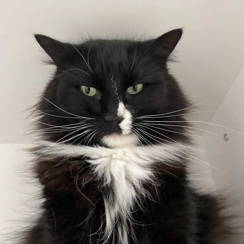 An adult large-sized male Black Domestic Long Hair cat named Samuel for adoption in Warwick, RI