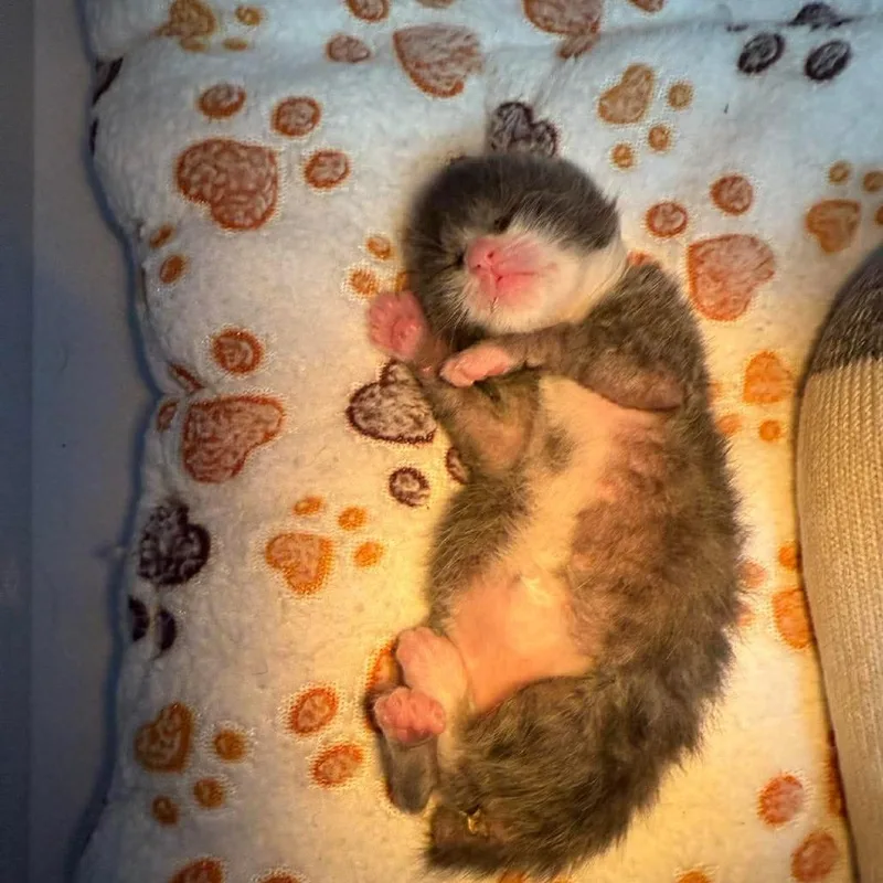Opossum Bowers
