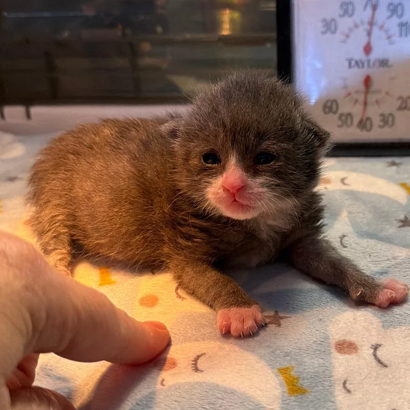 Opossum Bowers thumbnail 2