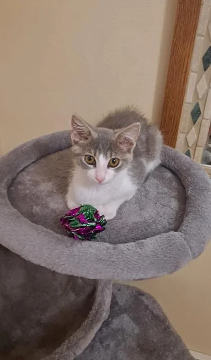 A baby small-sized male Domestic Short Hair cat named Huey for adoption in Verona, WI