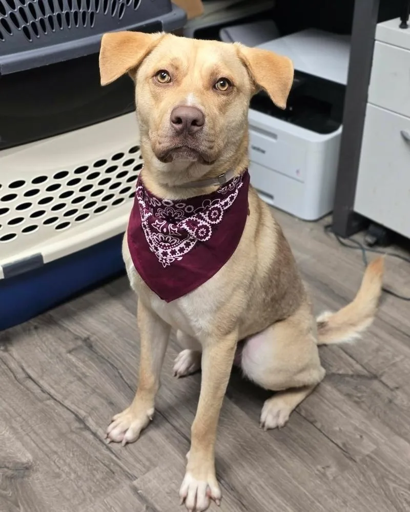 A young large-sized male White / Cream Labrador Retriever dog named Ashton for adoption in Sedalia, CO