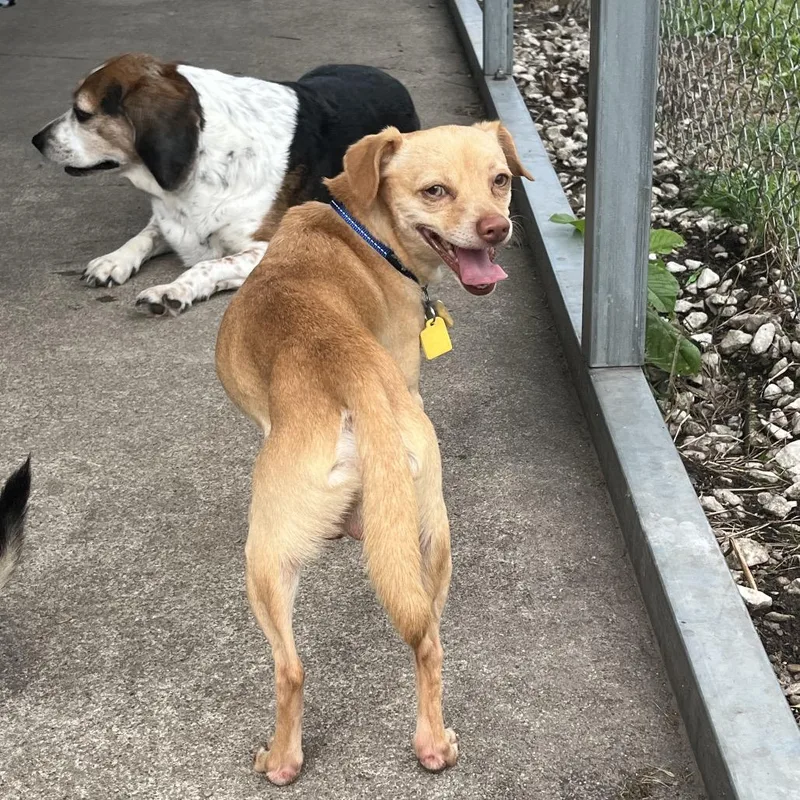 An adult small-sized male Yellow / Tan / Blond / Fawn Chihuahua dog named Waffles for adoption in Farmersville, OH