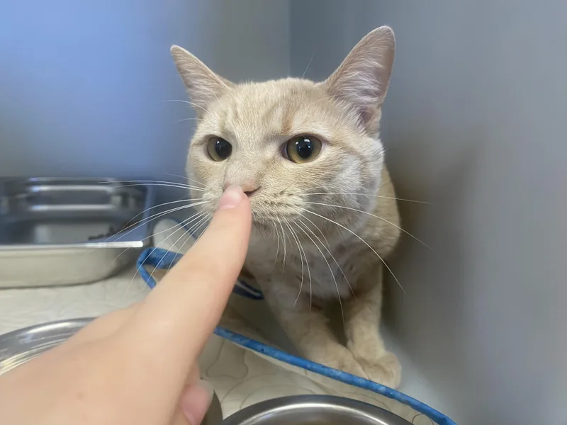 A young medium-sized male Buff / Tan / Fawn Domestic Short Hair cat named Arlo for adoption in King George, VA