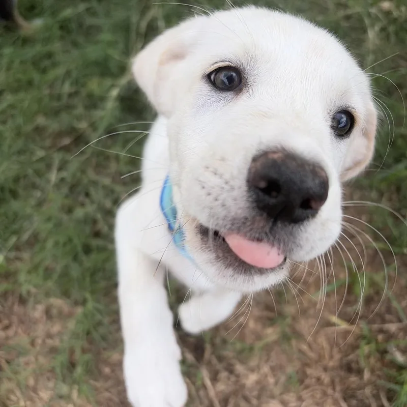 A baby large-sized female Border Collie dog named Francesca for adoption in Brownsville, TX