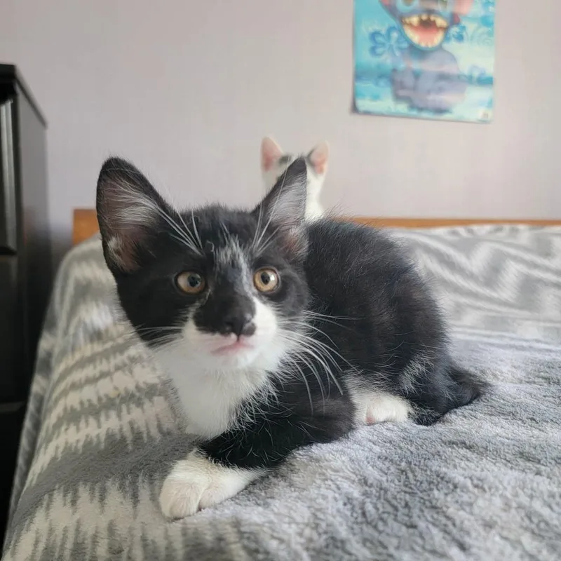 A baby small-sized female American Shorthair cat named Luci for adoption in Hagaman, NY