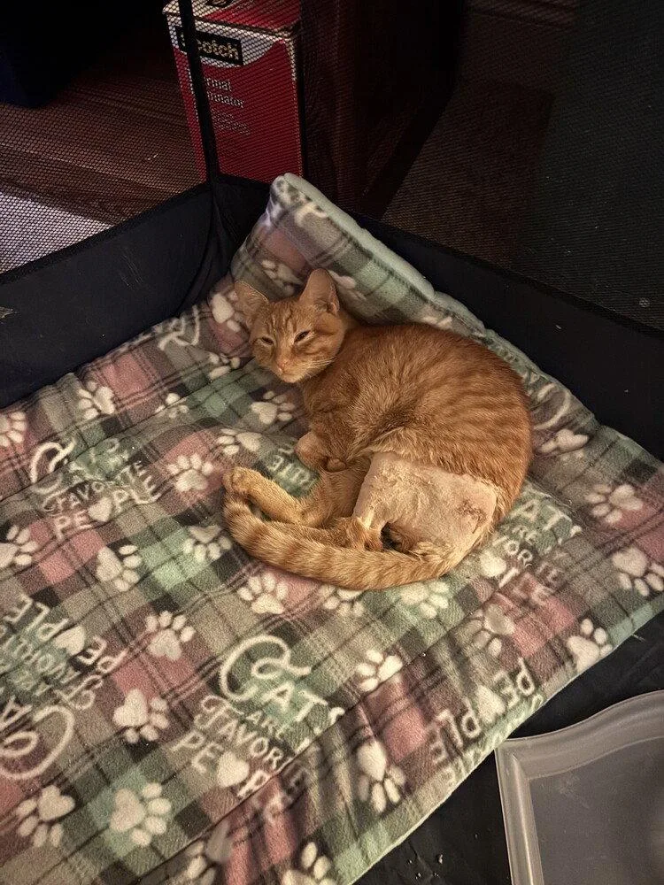 A baby small-sized male Domestic Short Hair cat named Harry Ki for adoption in O'Fallon, MO
