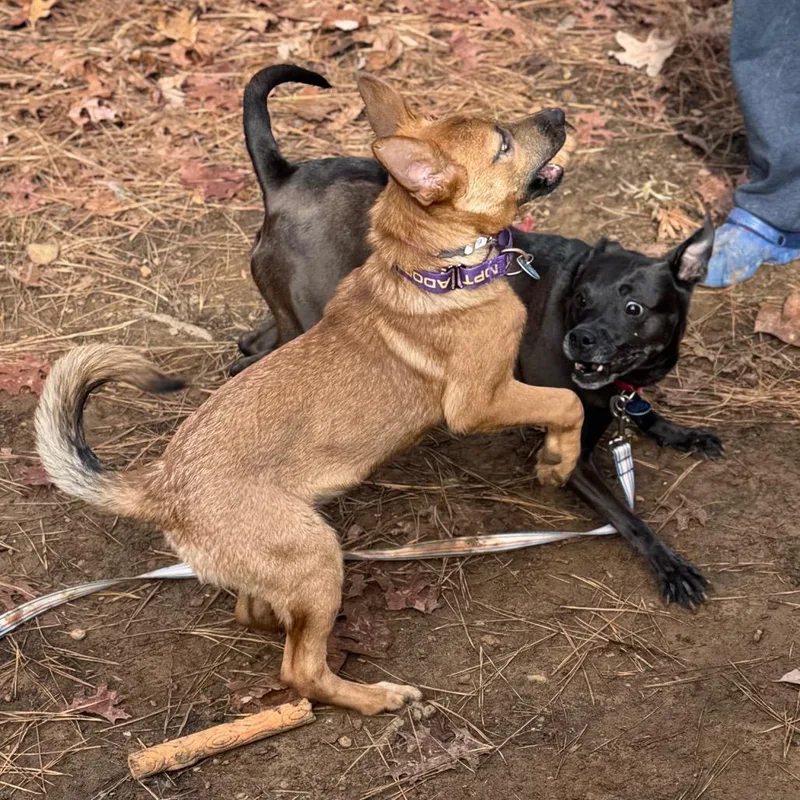 Sonya Blade thumbnail 2