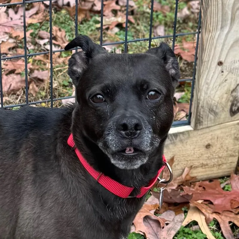 Sonya Blade thumbnail 3