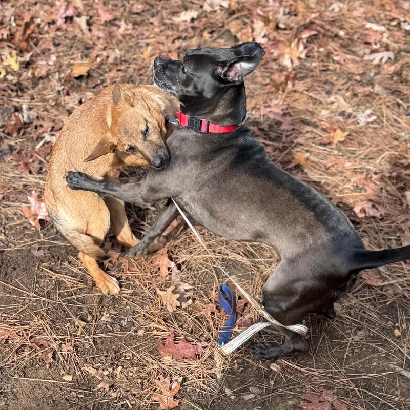 Sonya Blade thumbnail 4