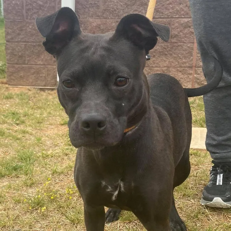 Sonya Blade thumbnail 5