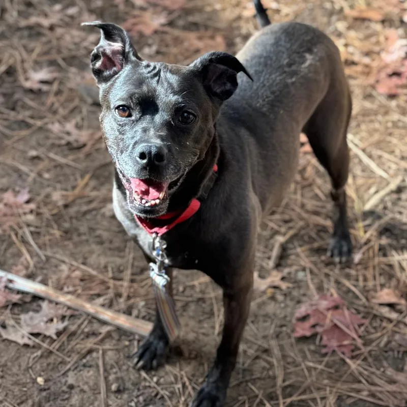 Sonya Blade thumbnail 6