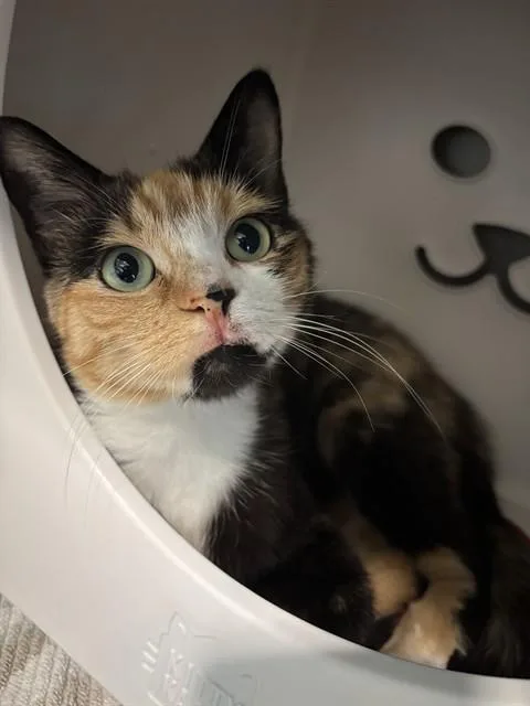 An adult small-sized female Domestic Short Hair cat named Mural for adoption in Leesburg, VA