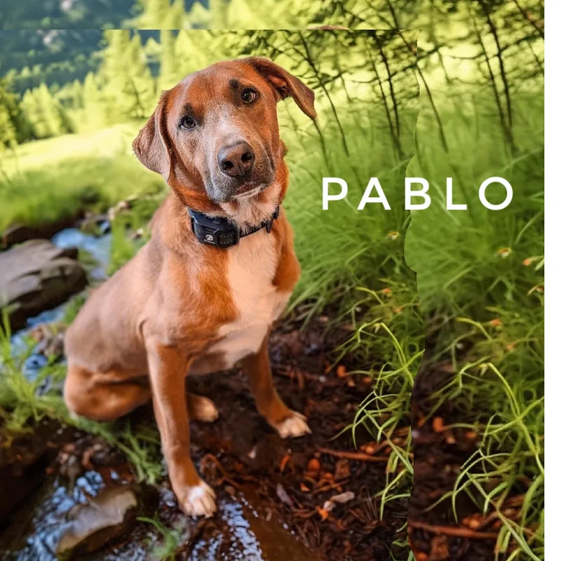 Pablo