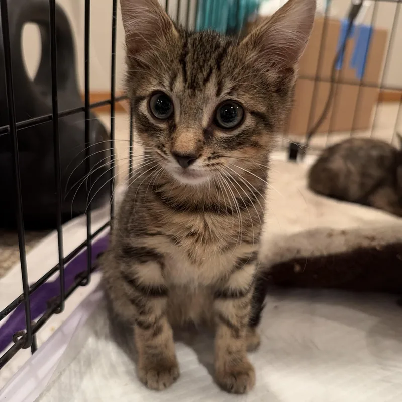 A baby small-sized male Tabby (Brown / Chocolate) Tabby cat named Theodore for adoption in Wanaque, NJ