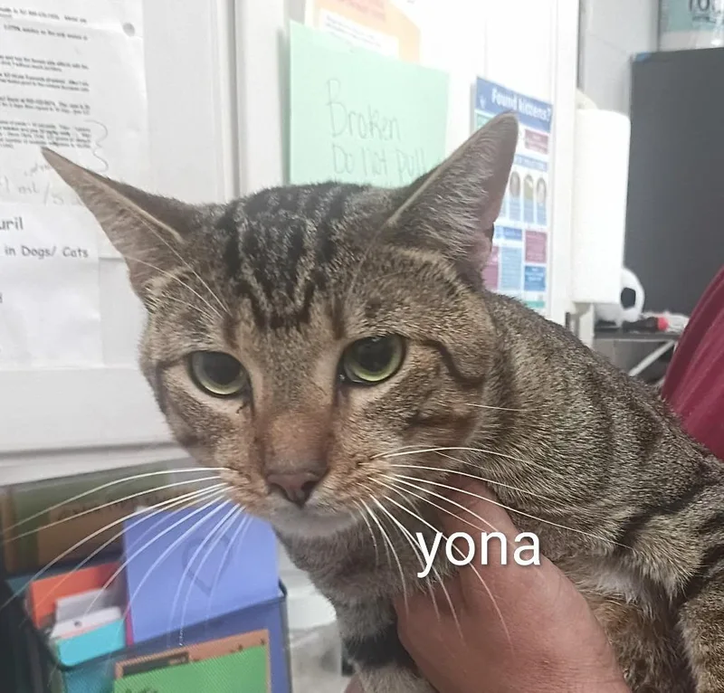 A young small-sized male Domestic Short Hair cat named Yona for adoption in Lavonia, GA