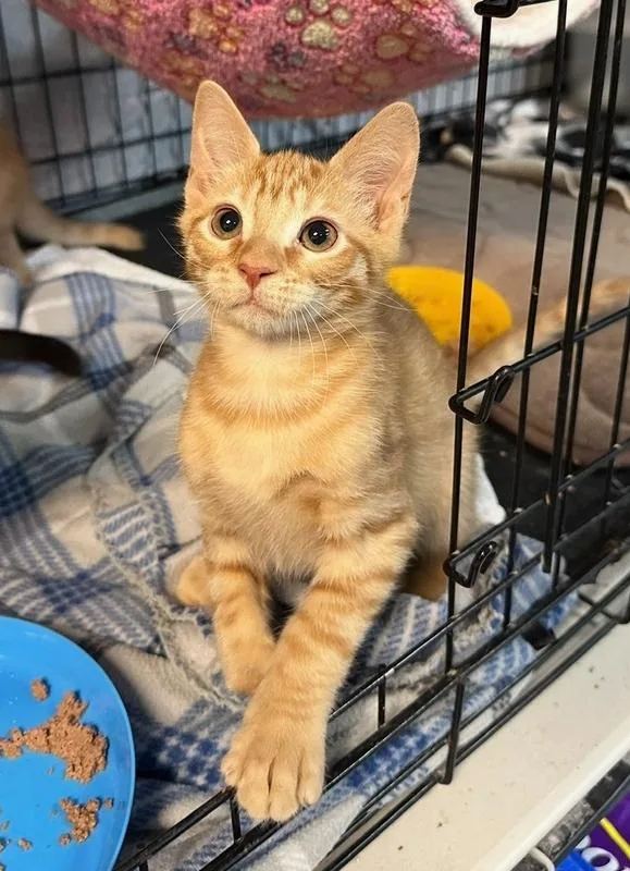 A baby small-sized male Tabby (Orange / Red) Domestic Short Hair cat named Nemo for adoption in Woodbridge, VA