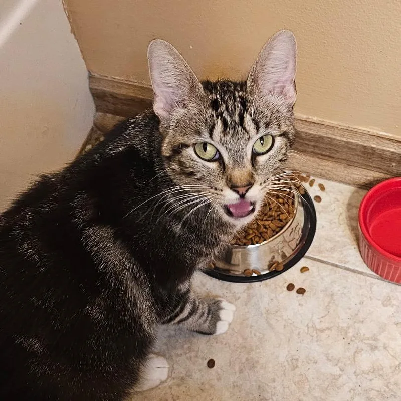 An adult medium-sized female Tabby (Gray / Blue / Silver) Domestic Short Hair cat named Coltrain for adoption in Columbia, MO