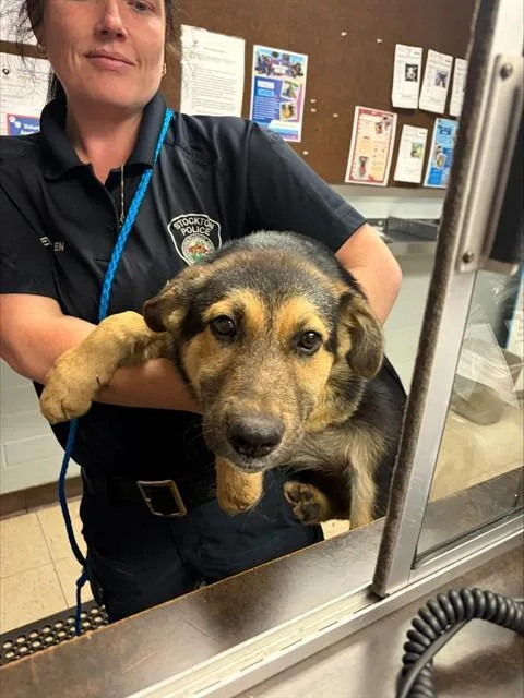 A baby small-sized male German Shepherd Dog dog named Zoidberg for adoption in Stockton, CA