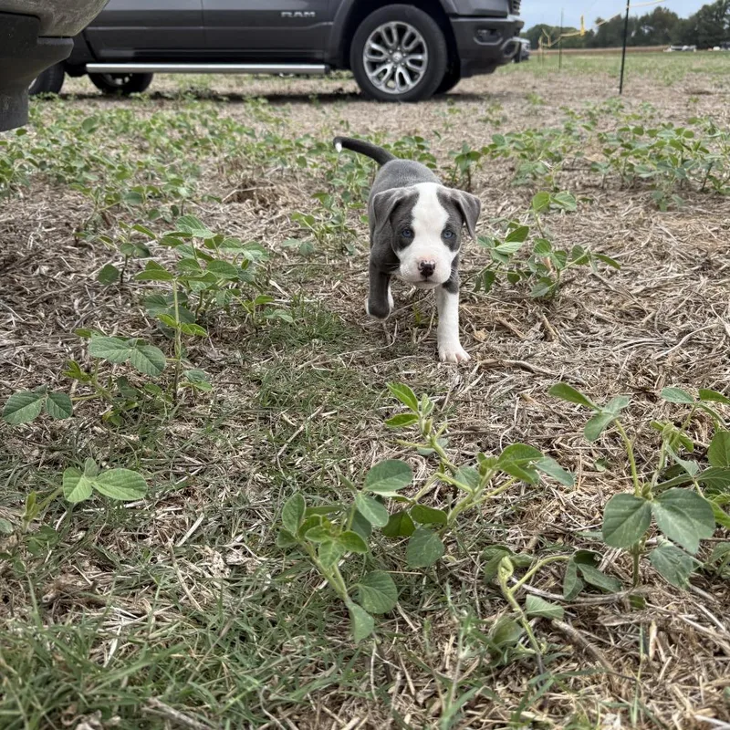 A baby small-sized female American Staffordshire Terrier dog named Huff for adoption in Jasper, IN
