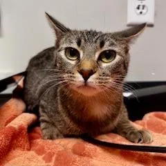 Dear John thumbnail 2